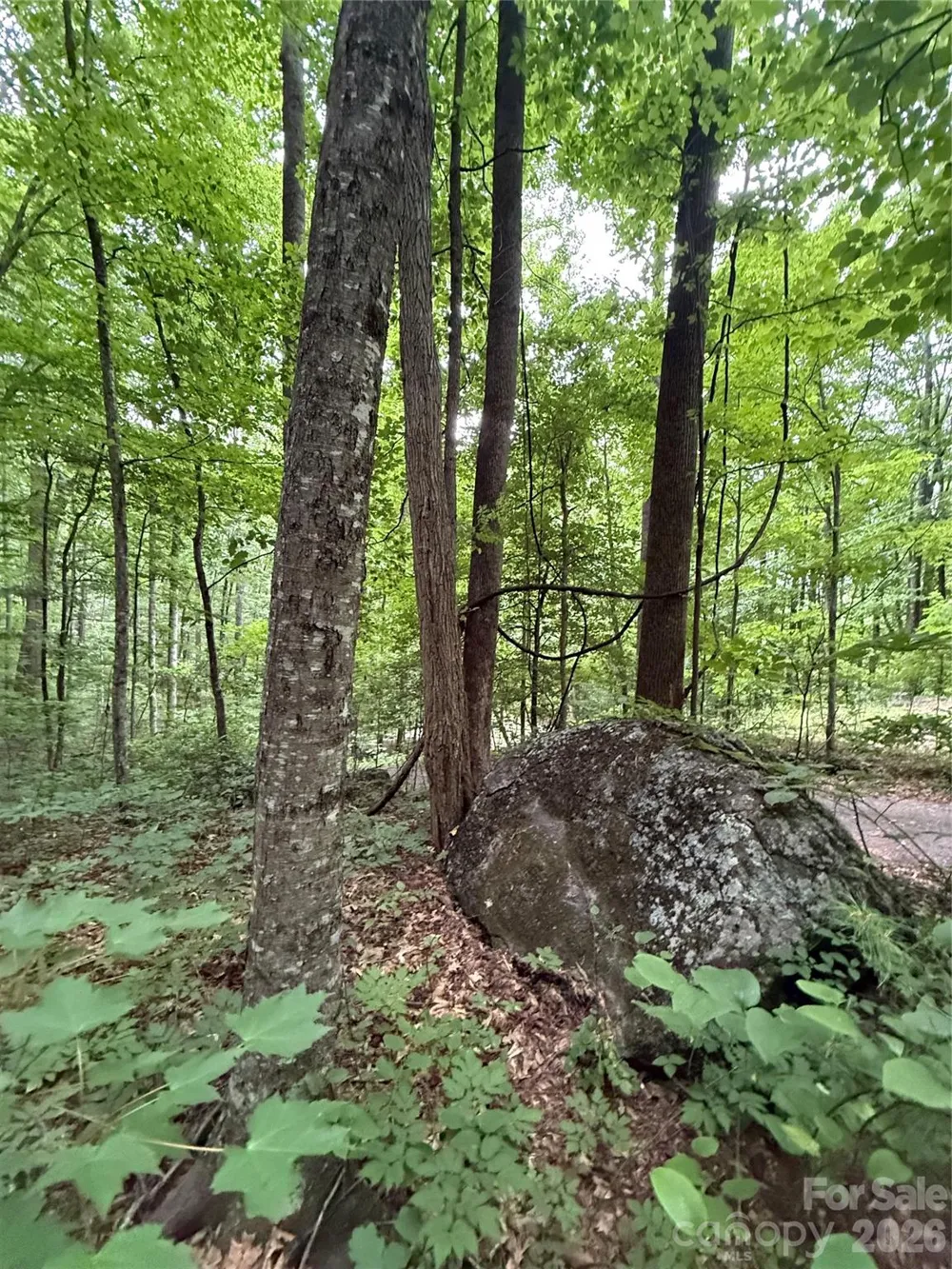9999 Countryside Estate Barnardsville, NC 28709