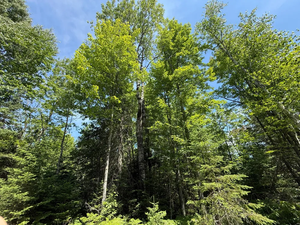 TBD Arnold Rd. Duluth, MN 55803