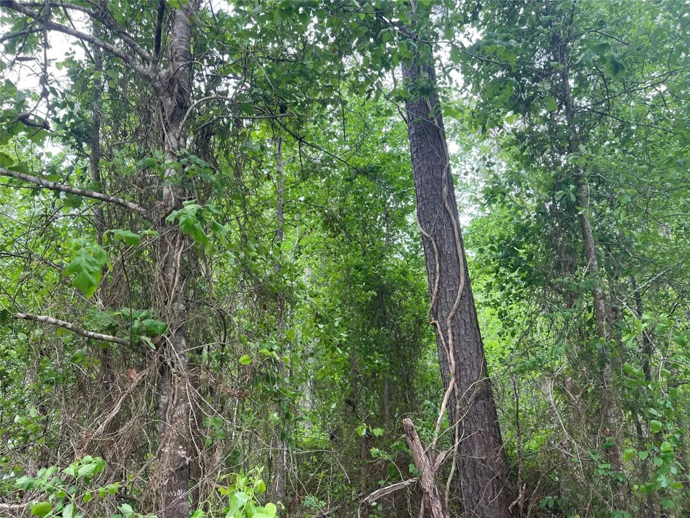 Cemetery Road Ames, TX 77575