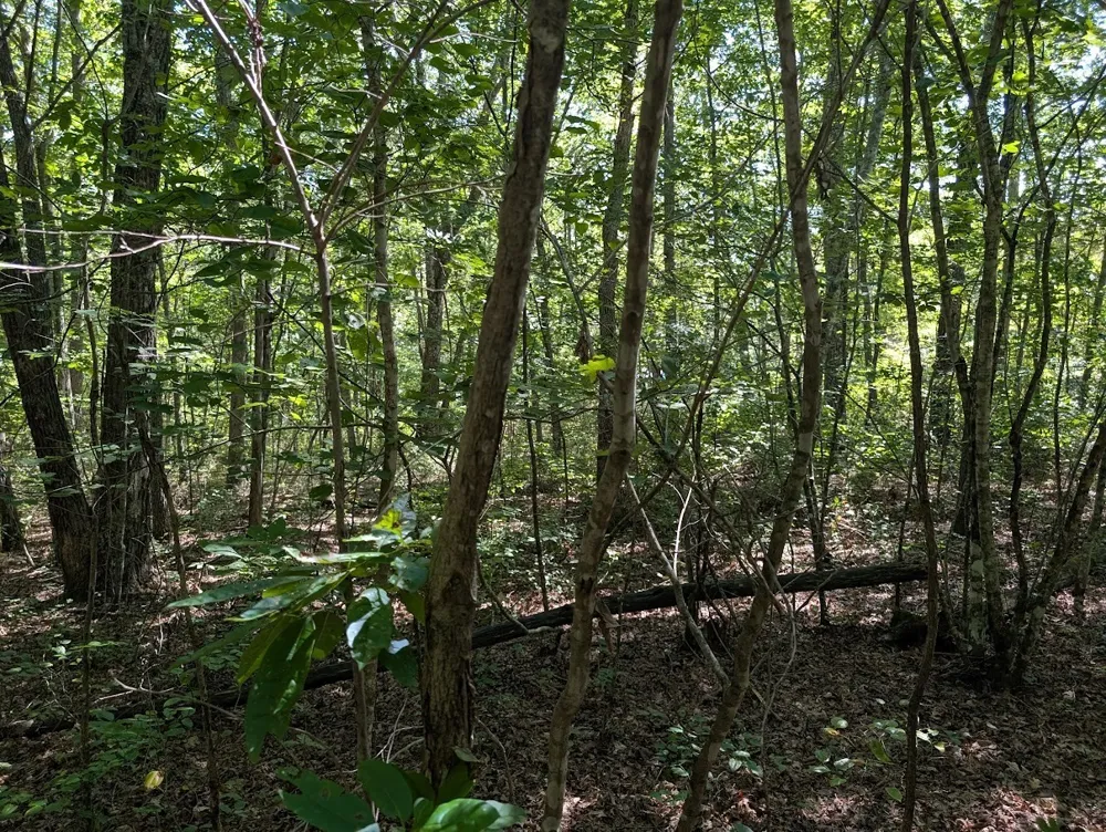140 Sunset Bluff Way Monteagle, TN 37356