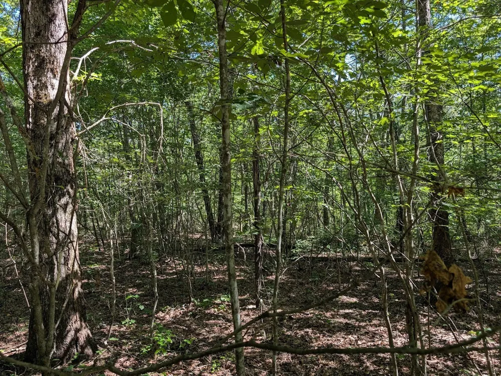 140 Sunset Bluff Way Monteagle, TN 37356