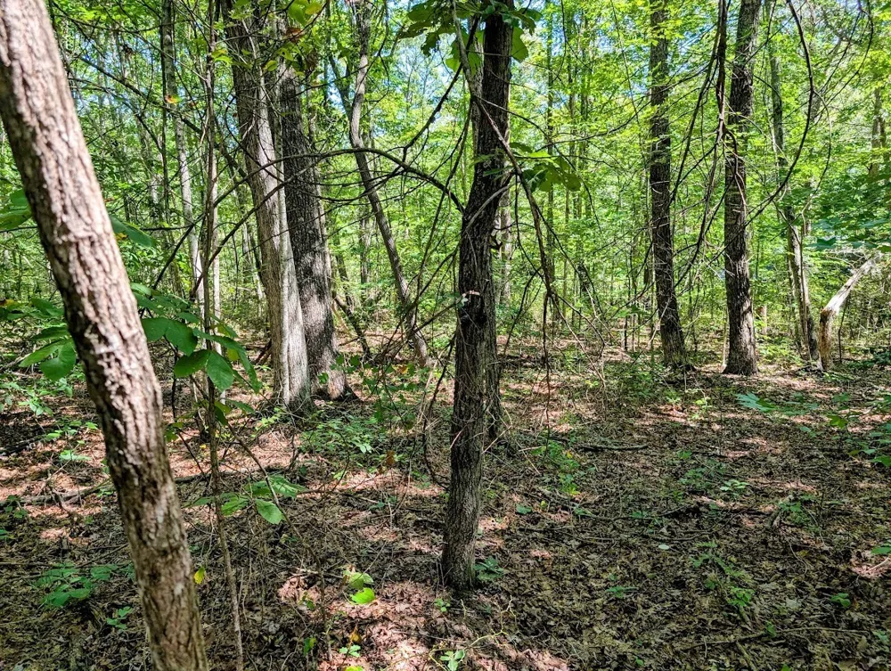 140 Sunset Bluff Way Monteagle, TN 37356
