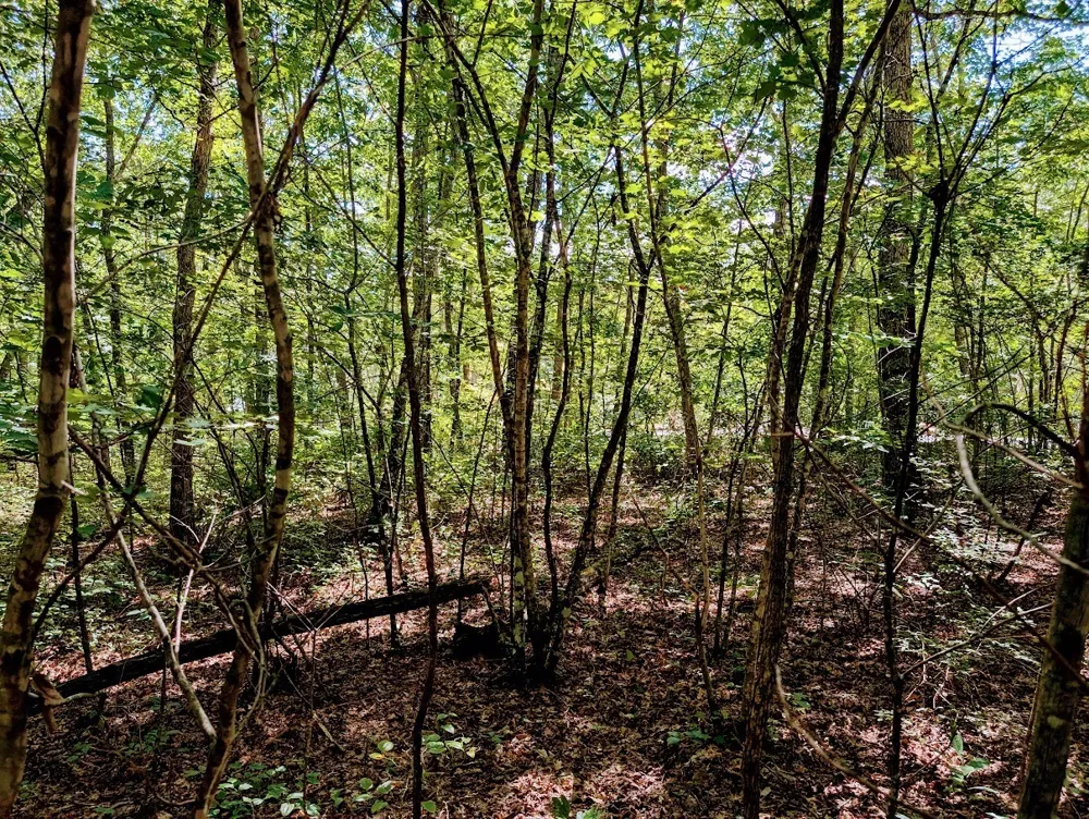 140 Sunset Bluff Way Monteagle, TN 37356