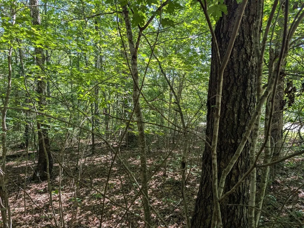 140 Sunset Bluff Way Monteagle, TN 37356