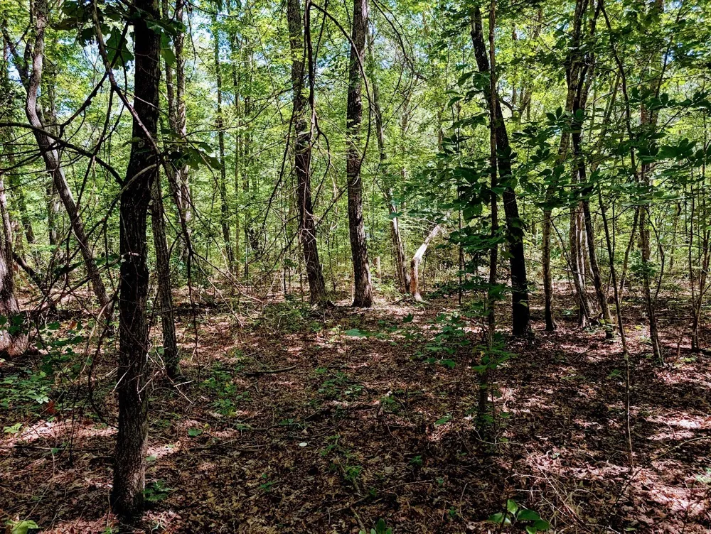 140 Sunset Bluff Way Monteagle, TN 37356