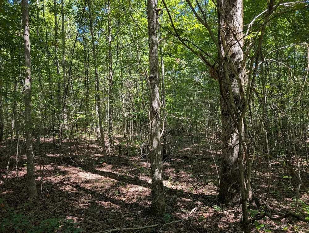 140 Sunset Bluff Way Monteagle, TN 37356