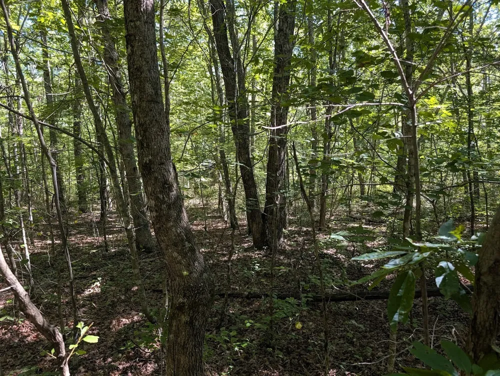 140 Sunset Bluff Way Monteagle, TN 37356