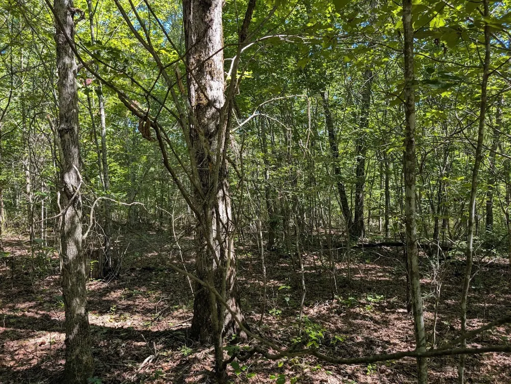 140 Sunset Bluff Way Monteagle, TN 37356