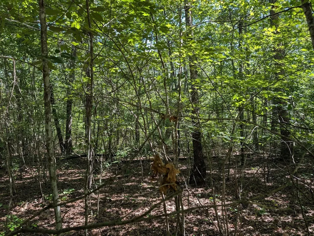 140 Sunset Bluff Way Monteagle, TN 37356