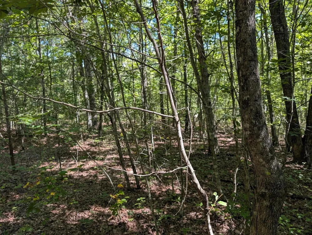 140 Sunset Bluff Way Monteagle, TN 37356