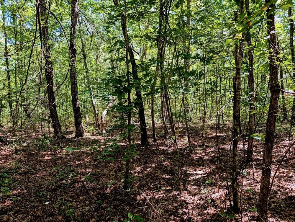 140 Sunset Bluff Way Monteagle, TN 37356