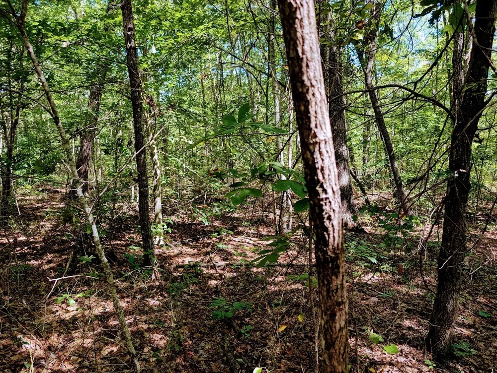 140 Sunset Bluff Way Monteagle, TN 37356