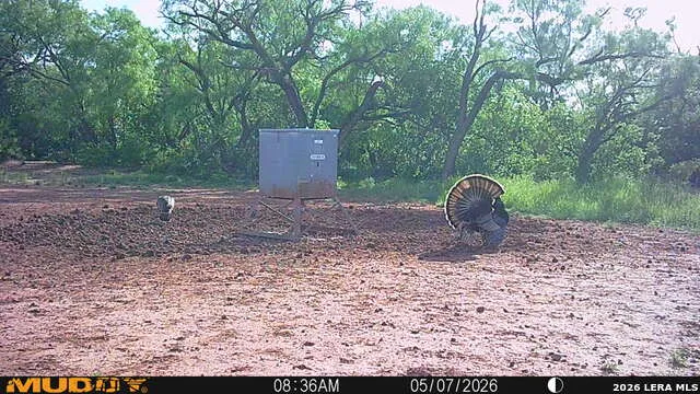 TBD County Road 174 Ovalo, TX 79541
