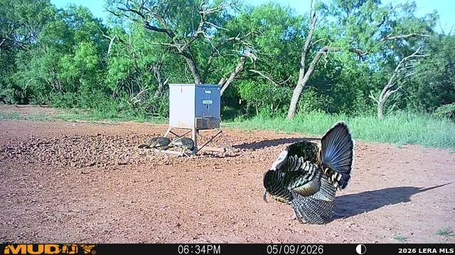 TBD County Road 174 Ovalo, TX 79541