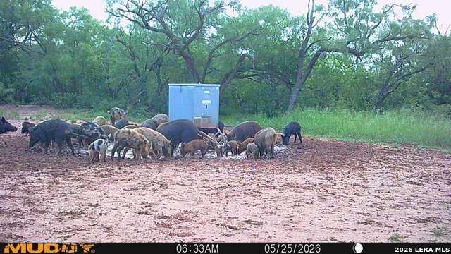 TBD County Road 174 Ovalo, TX 79541