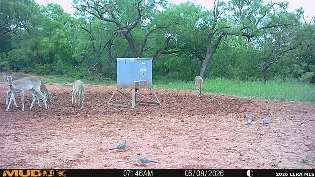 TBD County Road 174 Ovalo, TX 79541