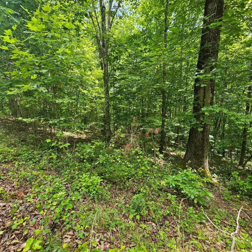 555 Oak Leaf Lane Dunlap, TN 37327