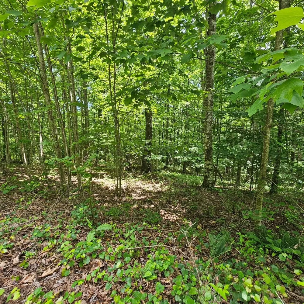 555 Oak Leaf Lane Dunlap, TN 37327