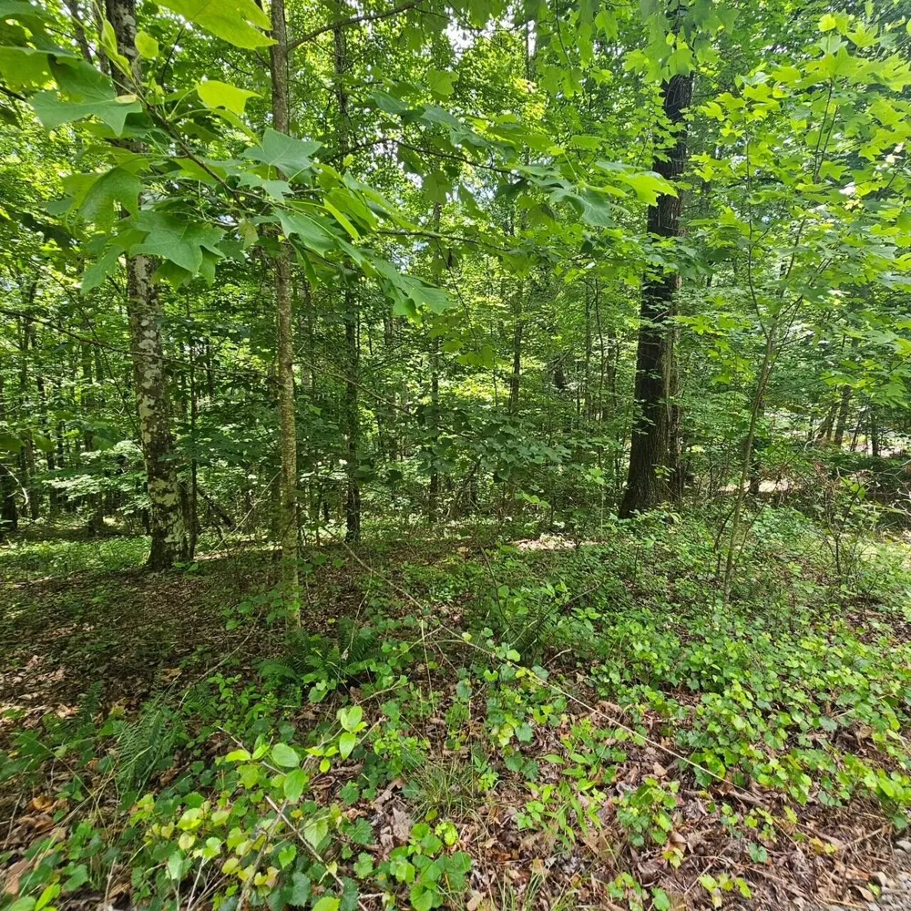 555 Oak Leaf Lane Dunlap, TN 37327
