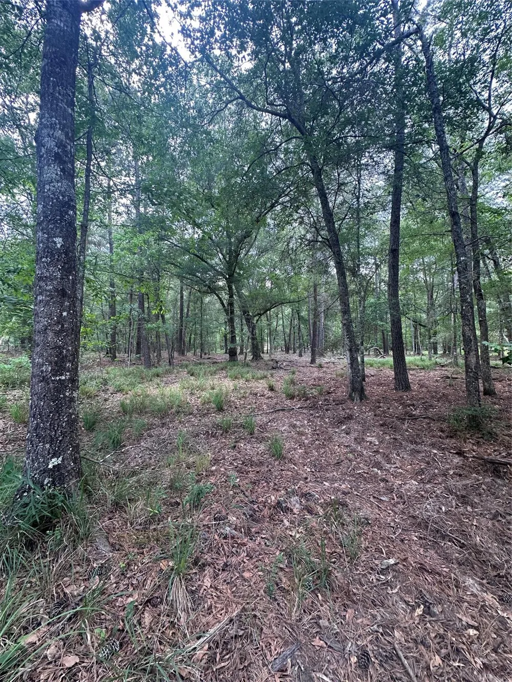 2518 Fm 943 Livingston, TX 77351
