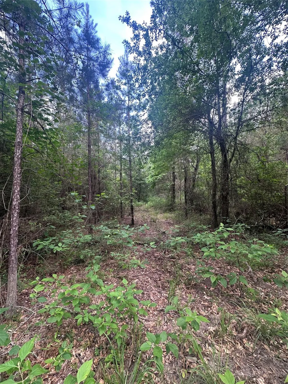 2518 Fm 943 Livingston, TX 77351