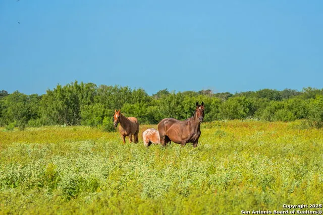3911 County Road 1000 Pearsall, TX 78061