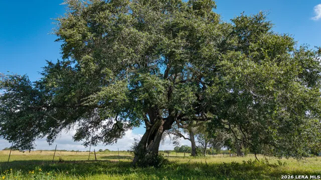 43 ACRES Fm 885 Runge, TX 78151