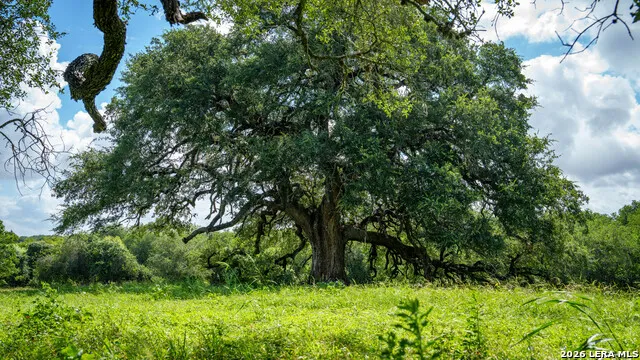 43 ACRES Fm 885 Runge, TX 78151