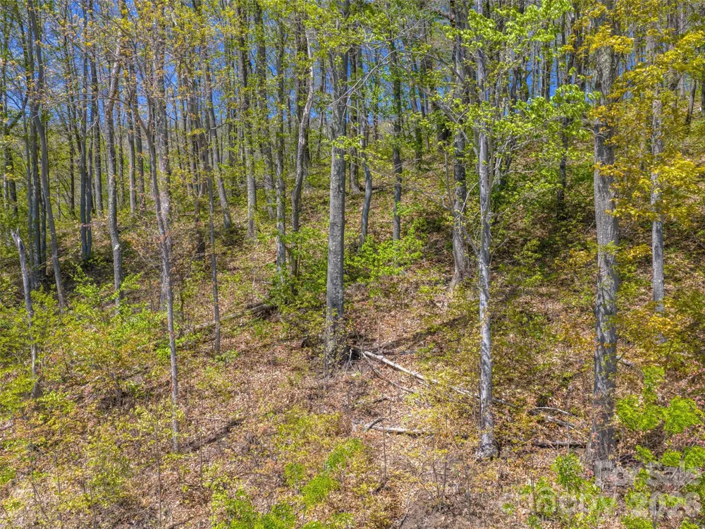 0000 Lovebird Lane #18 Candler, NC 28716