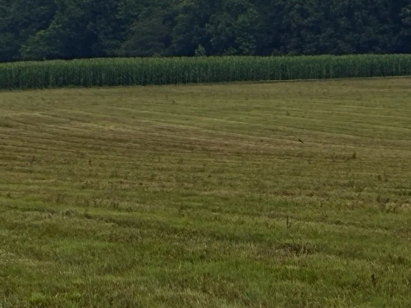 0 Rushing Road Ethridge, TN 38456