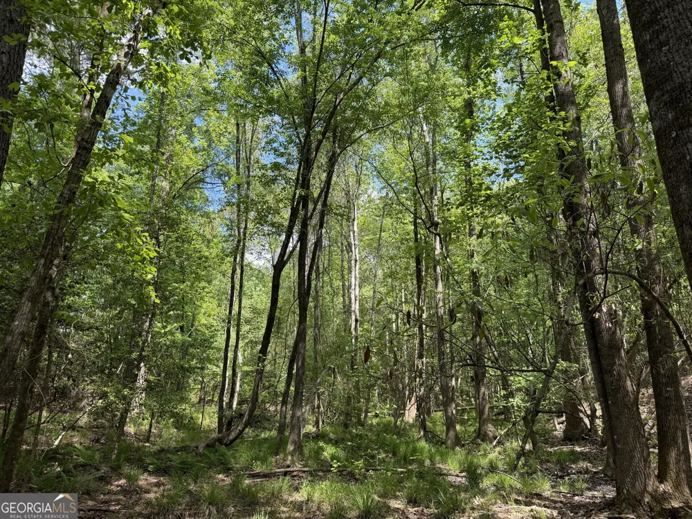 001 George Milling RD Cuthbert, GA 39840
