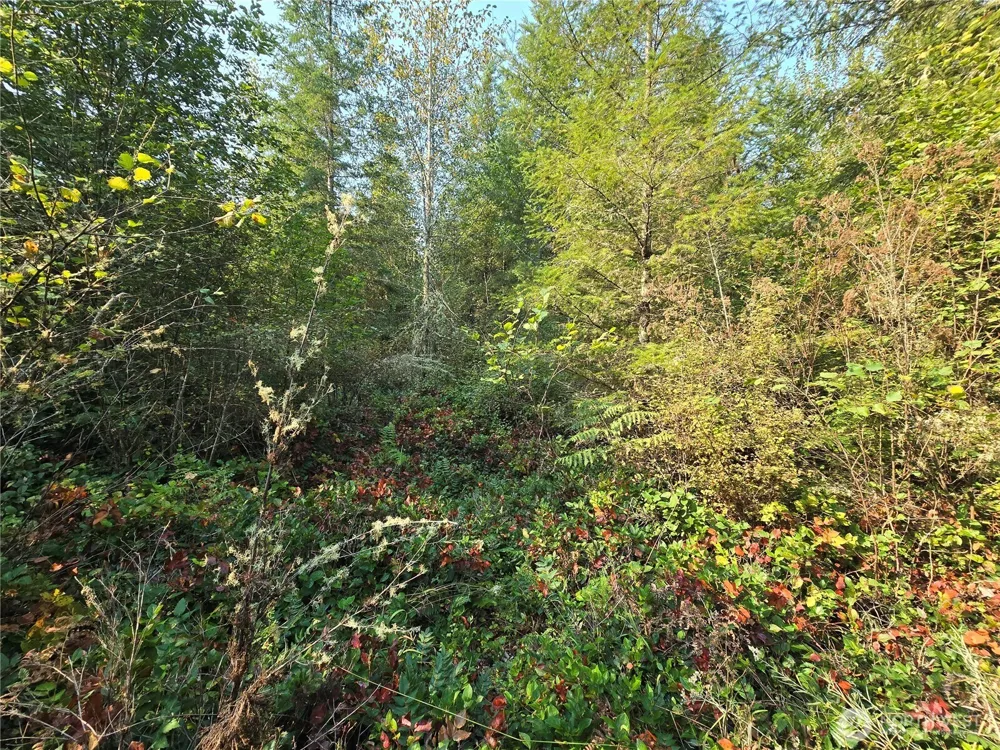 13849 Starflower Lane SE Yelm, WA 98597