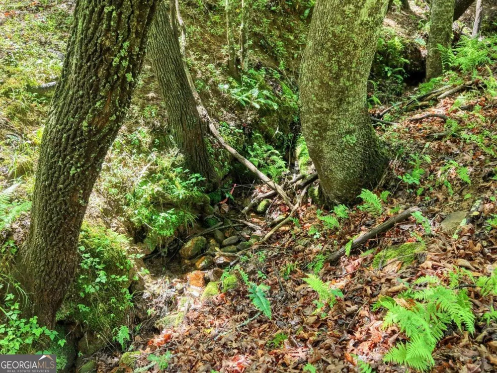 1564 Black Ankle Creek RD Cherry Log, GA 30522