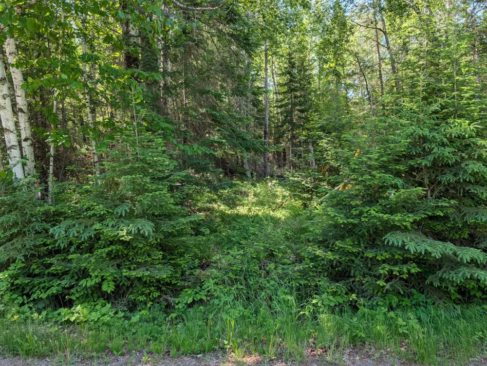 TBD Town Road 492 International Falls, MN 56649