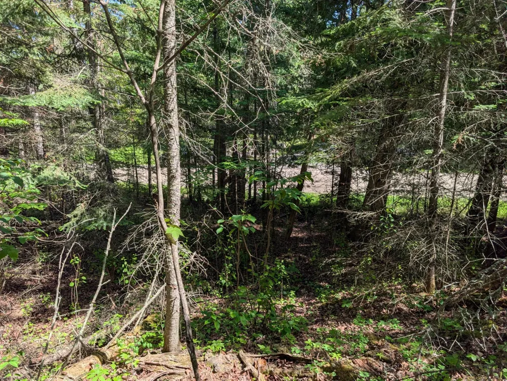 TBD Town Road 492 International Falls, MN 56649