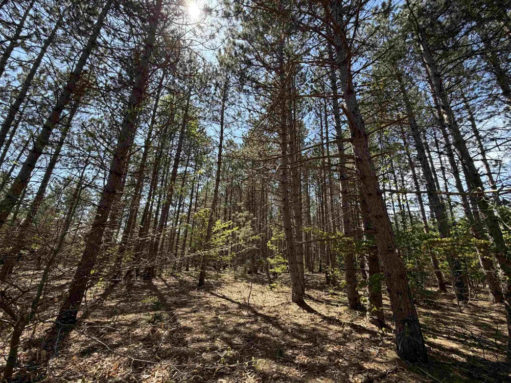 13158 Cinder Road Homestead Township, MI 49617