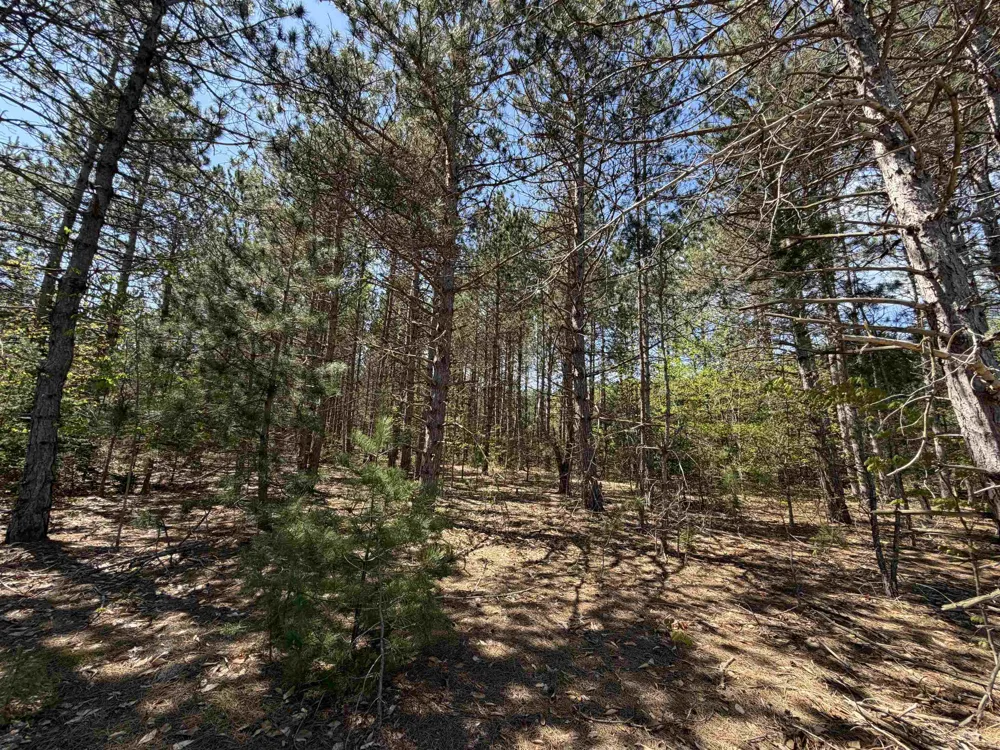 13158 Cinder Road Homestead Township, MI 49617