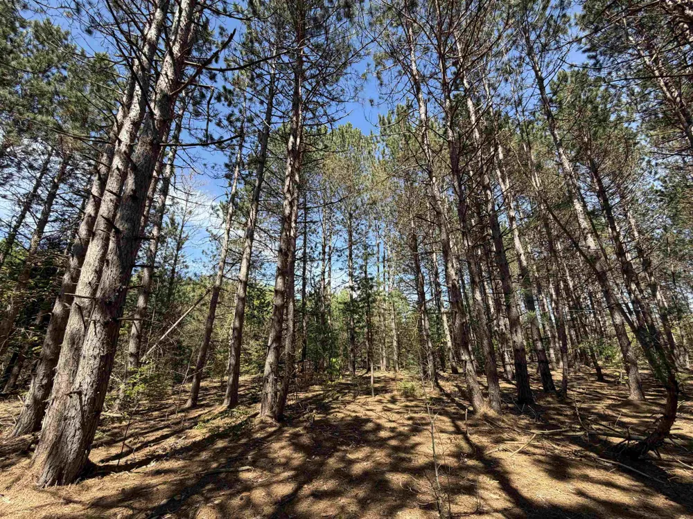 13158 Cinder Road Homestead Township, MI 49617