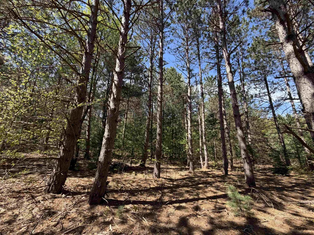 13158 Cinder Road Homestead Township, MI 49617
