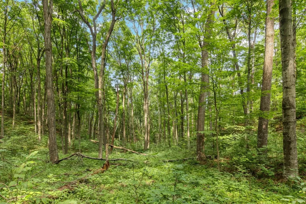 Hoeft Road Leland Township, MI 49653