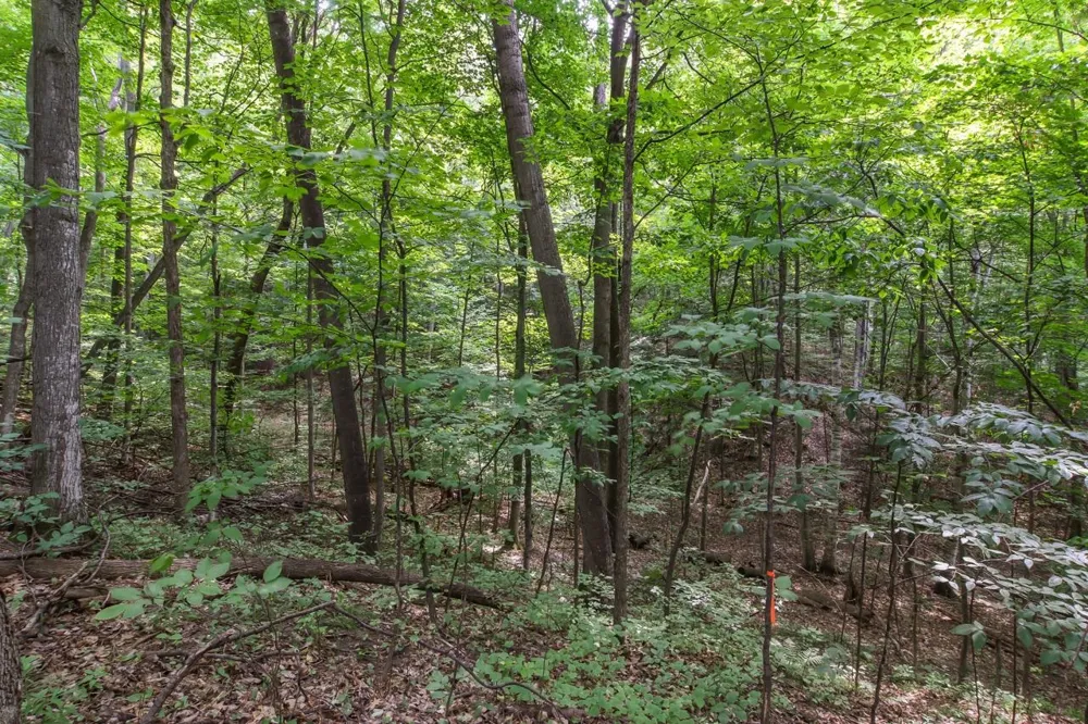Hoeft Road Leland Township, MI 49653