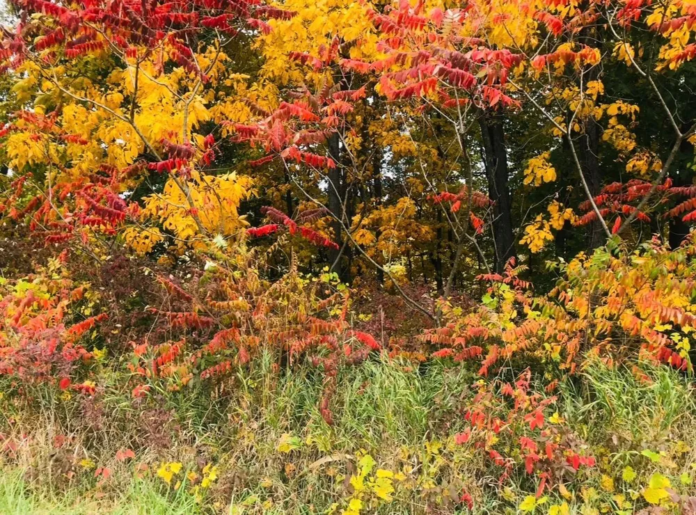 8874 1 Mile Road Leroy Township, MI 49051