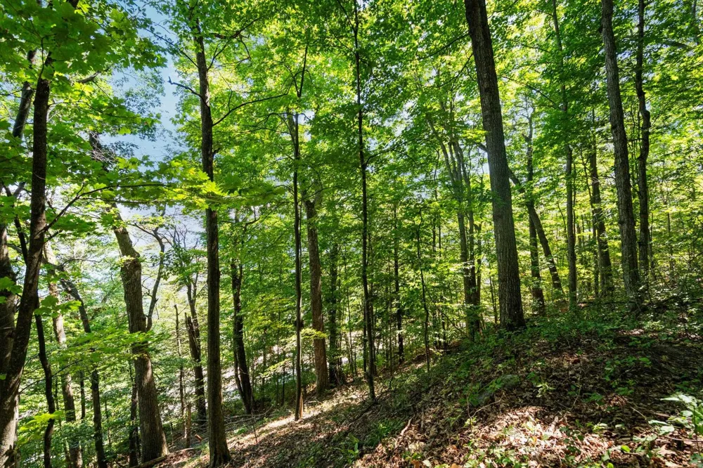 Center Road Peninsula Township, MI 49686