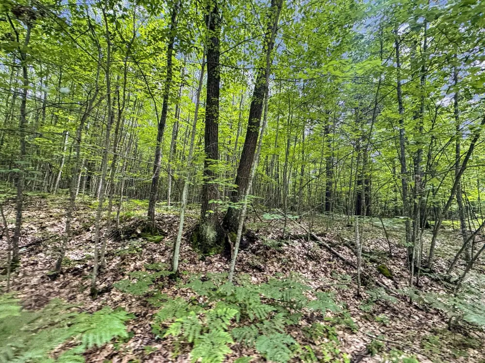 Seeley Road Lake Township, MI 49651