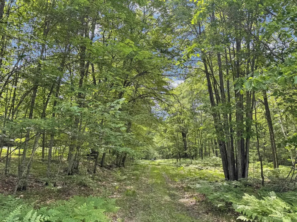 Seeley Road Lake Township, MI 49651