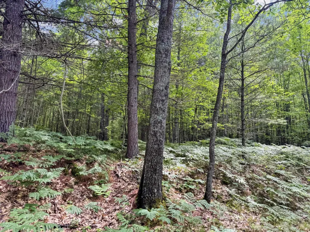 Seeley Road Lake Township, MI 49651
