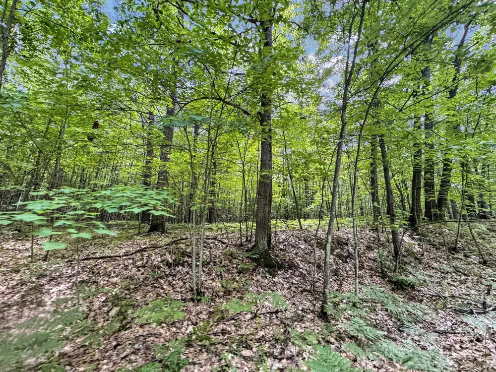 Seeley Road Lake Township, MI 49651