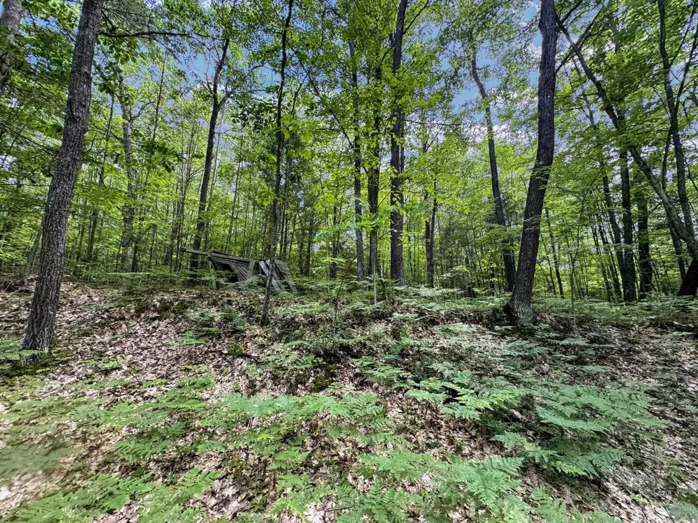 Seeley Road Lake Township, MI 49651