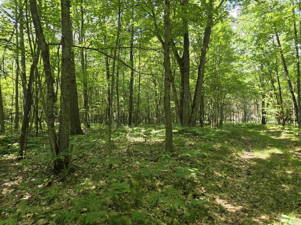 Seeley Road Lake Township, MI 49651