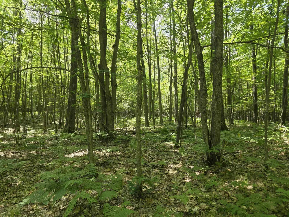 Seeley Road Lake Township, MI 49651